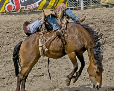 The Omak Stampede 2011