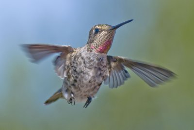 Young Female Anna's Hummingbird
