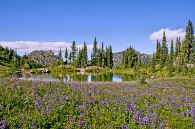 Lupine In The Cascades