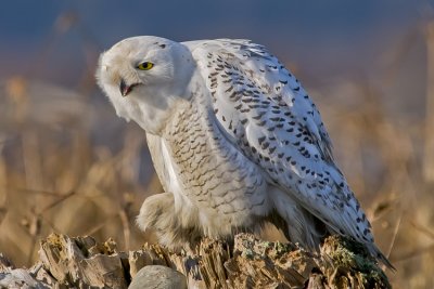 Call Of The Snowy Owl