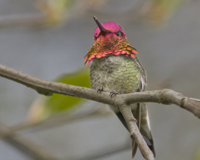 On Display - Male Anna's Hummingbird