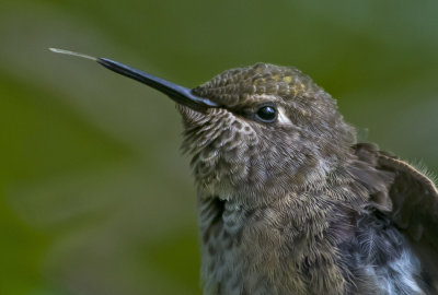 Showing Some Tongue