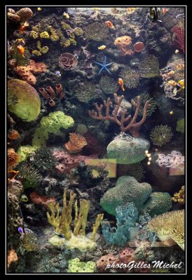 Aquarium at MIRAGE Hotel
