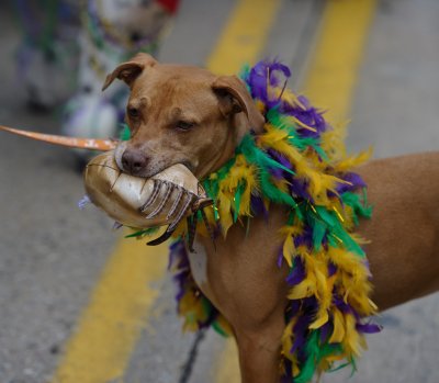 MardiGrowl2011__129.jpg