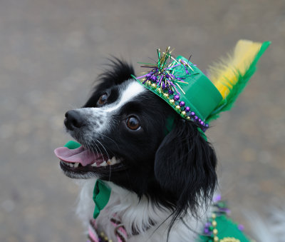 MardiGrowl2011__298.jpg