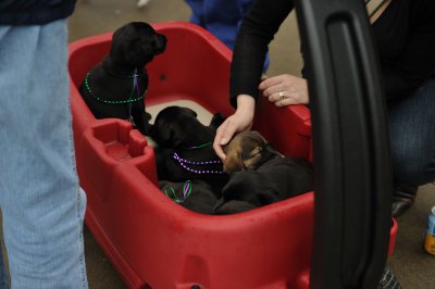 MardiGrowl2011__442.jpg