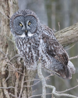 Great Grey Owl