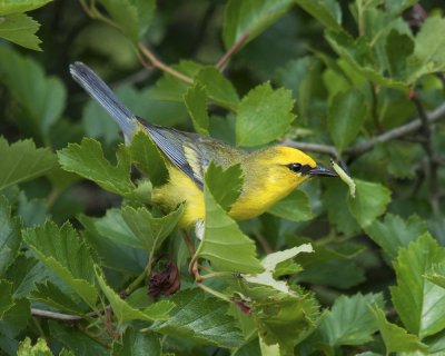 Blue-winged Warbler with Food