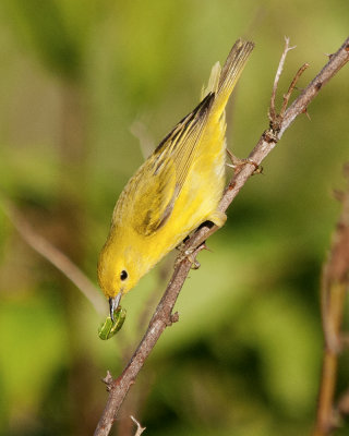 Yellow Warbler with Food