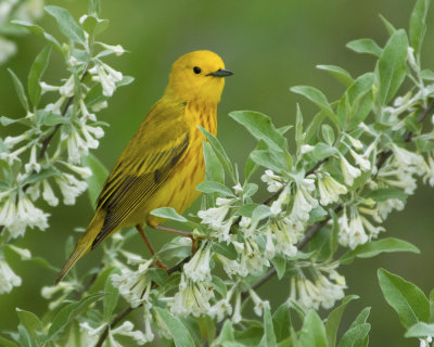 Yellow Warbler on Honeysuckle