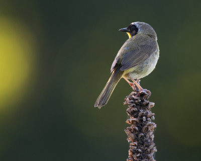 Common Yellowthroat at Sunset in the Meadow