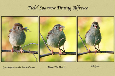 Field Sparrow eating Grasshopper