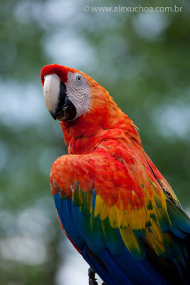 Zoologico de Gramado, Rio Grande do Sul, 5672.jpg