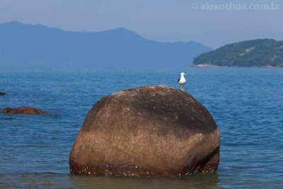 Grande do Bonete, Ubatuba, Sao Paulo, 9694.jpg