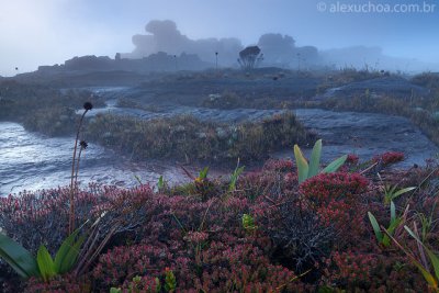 Bonnetia-roraimae-Monte-Roraima-120208-7657.jpg