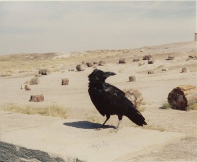 Petrified Forest