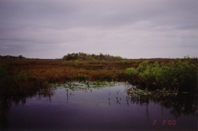 Gator in the Glades