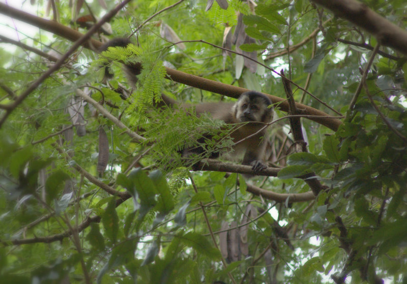 Capuchin monkey - Itaipu Biological Reserve, Brasil