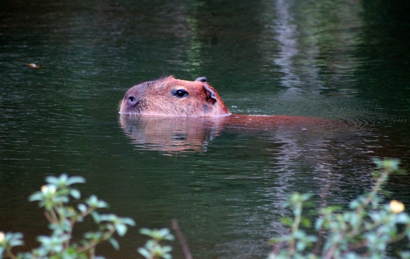 Capybara - Itaipu Lake Reserve, Brazil