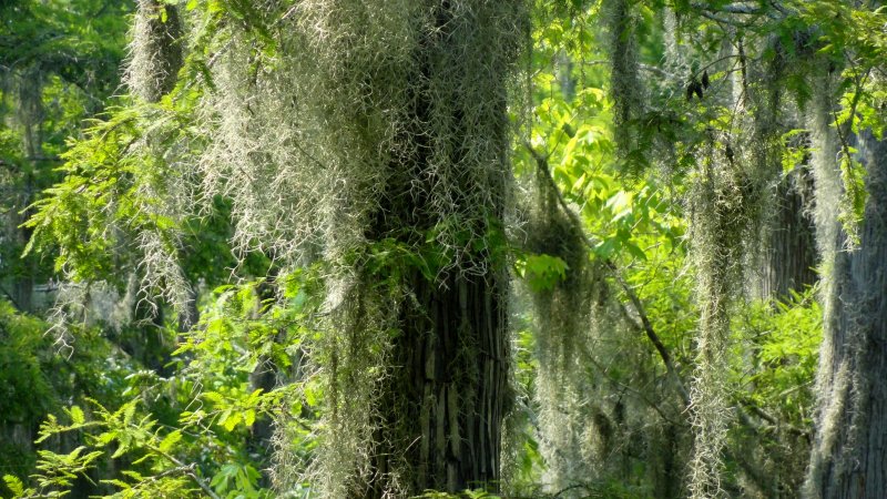Spanish Moss - Honey Island Swamp, Louisiana USA