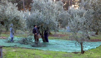 Olivenbaeume werden ausgeaested und die Oliven die Oliven auf dem Netz eingesammelt.