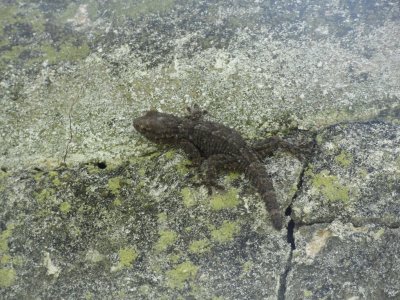 Ein maurischer Gecko