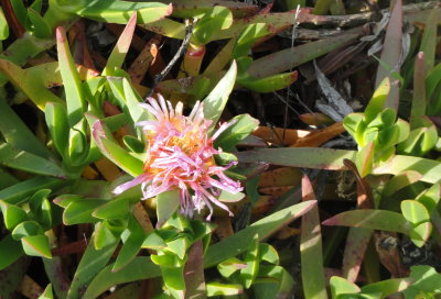 Essbare Mittagsblume (Carpobrotus edulis), ein schoen anzusehender Invasor aus Suedafrika.
