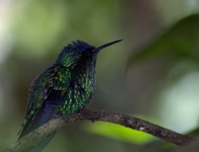 Kolibri  (Thalurania glaucopis)