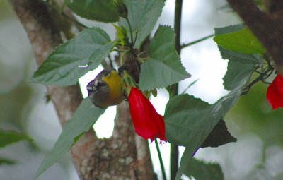 Bananaquit (coereba flaveola)