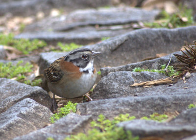 Rufous-collared Sparrow (Zonotrichia capensis) - Ouro Preto, Brasil