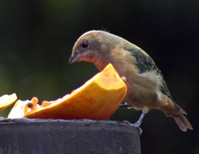 Chestnut-bellied Euphonia  (Euphonia pectoralis)