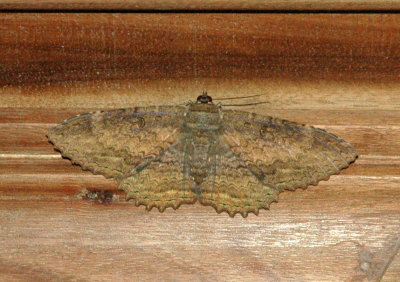 Night Moth in the restaurant