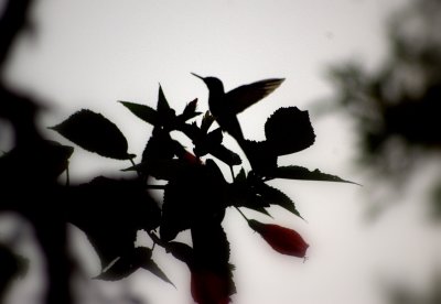 g4/11/15611/3/133809186.9oIK8xjZ.jpg