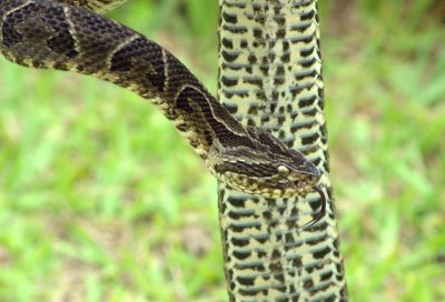 Bothrops jararaca - Tres Tipui Reserve, Minais Gerais, Brasil