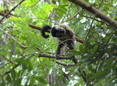 Capuchin monkey - Itaipu Biological Reserve, Brasil