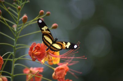 Eueides isabella dianasa - Itaipu Biological Reserve, Brasil