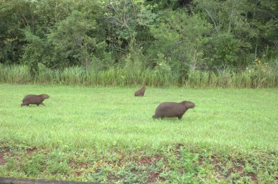 Wasserschweine (Capybaras)