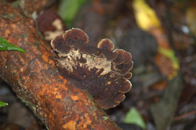 In the dark, humid parts of the rainforest, funghi like this one here are very abundant