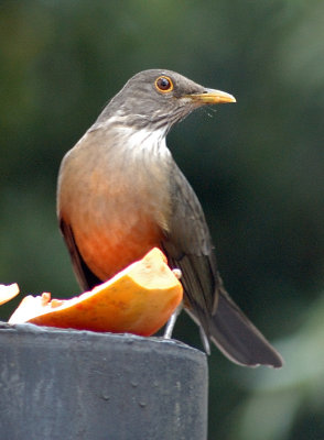 Turdus rufiventris