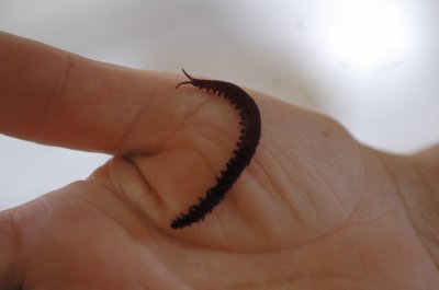 Peripatus acacioi - Ouro Preto, Brasil