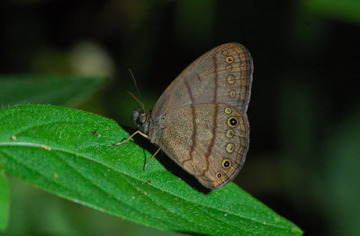 Blue Morpho - Mata Atlantica, Brasil