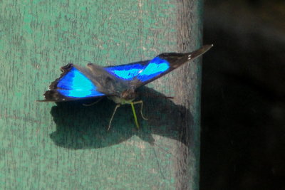 Iguacu National Park