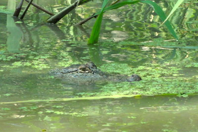 Alligator in Louisiana Swamp.JPG