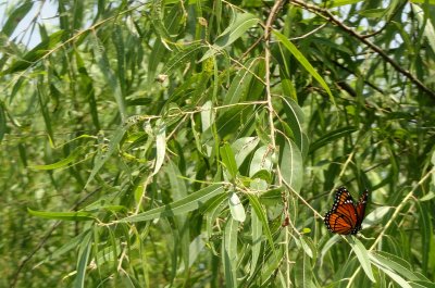 Monarch Buttefly in the Willow Tree.JPG
