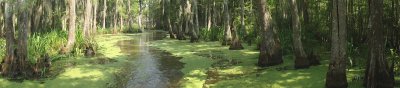 New Orleans and Honey Island Swamp