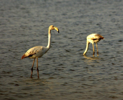 Flamingo - Juni 2012
