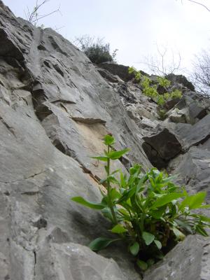 A cliff at the edge of The Downs parkland near Bristol