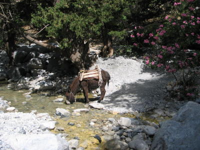 Esel trinkt aus Samaria Fluss