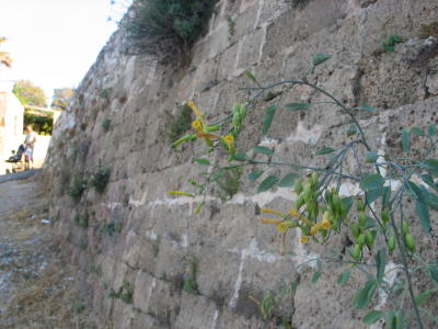 Eine seltene Blume an der alten Festung von Chania