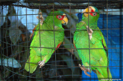 White Fronted Amazon Parrots